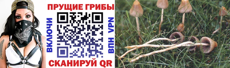 Галлюциногенные грибы Psilocybe  Купить  Правдинск 
